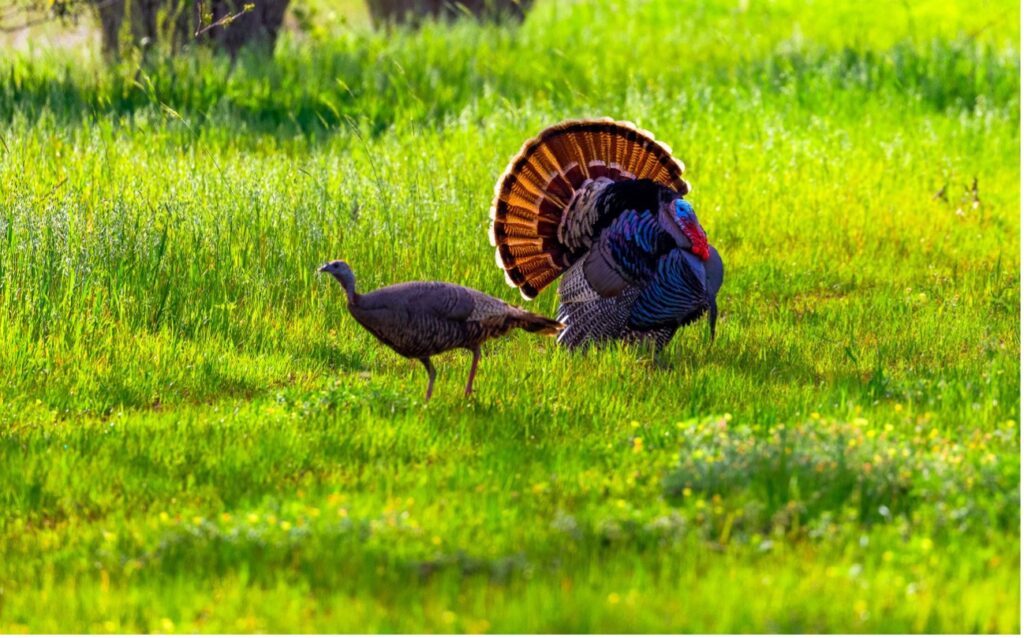 Two wild turkeys roam a meadow