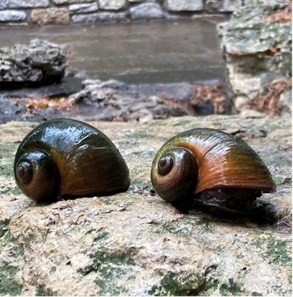 Two adult apple snails.