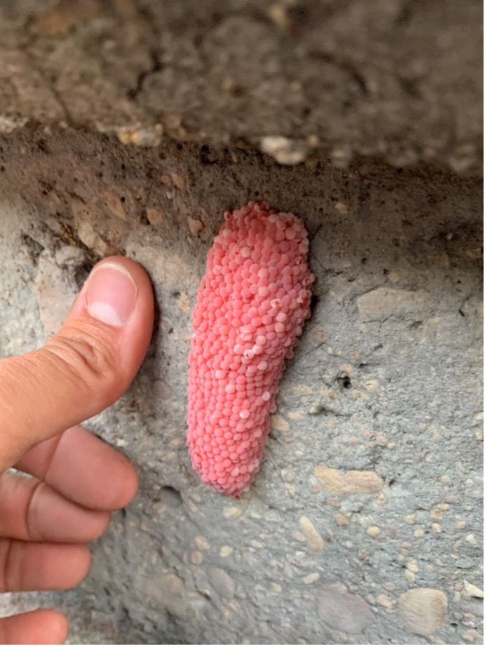 A human thumb compares the size of apple snail egg casings