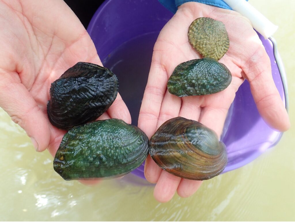 Various sizes of mussels held in two hands