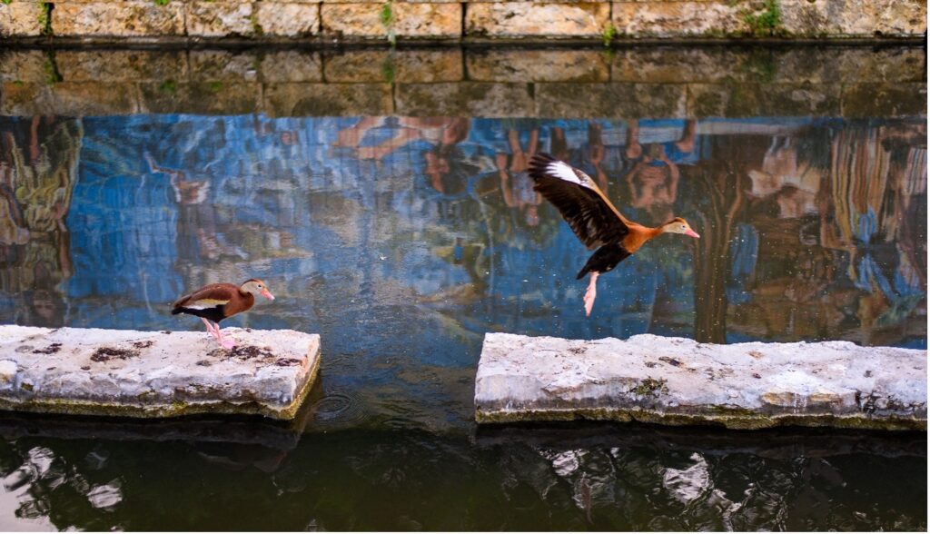 Two ducks on stones at San Pedro Creek