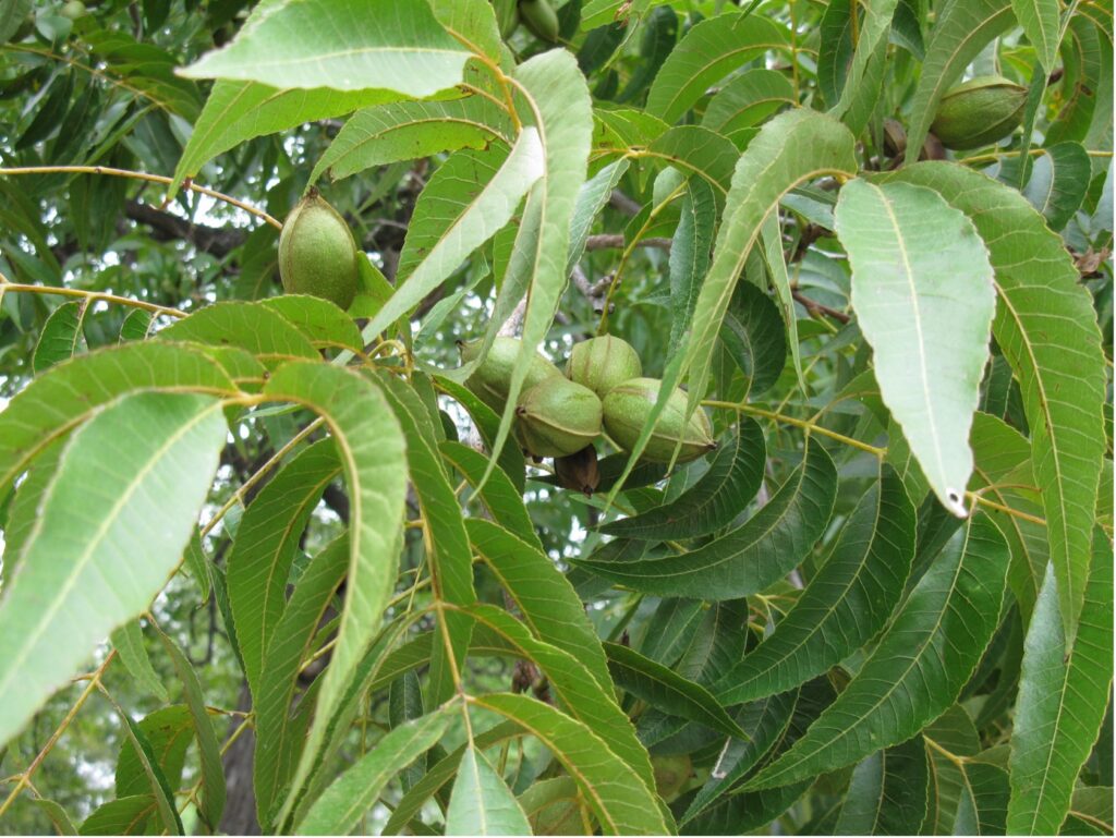 Close-up of pecan tree