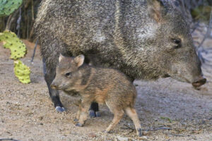 Javelinas in the desert