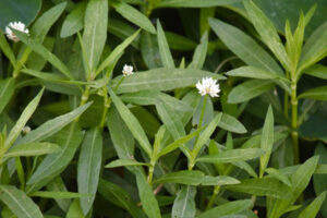 Alligator weed