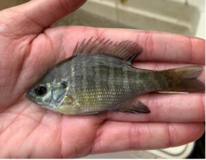 Blue Gill fish