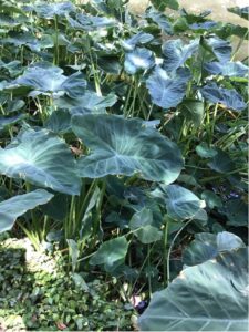 Elephant Ears