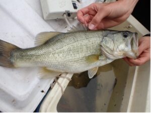 Guadalupe Bass 2