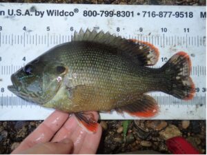 Green Sunfish