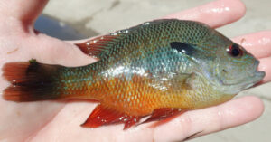 Longear Sunfish