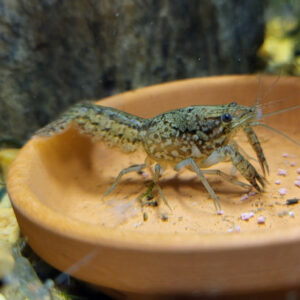 Marbeled Crayfish