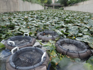 Floating baskets of mussels