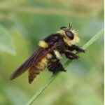 Robber Fly