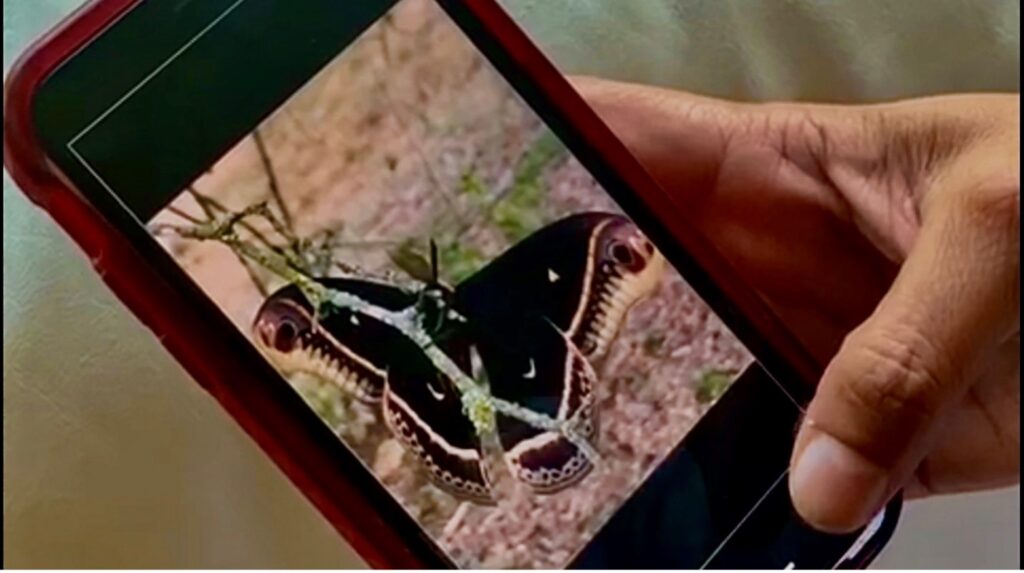 Hand holds phone with butterfly image on screen
