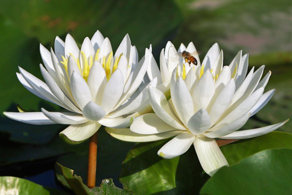 Flower and Bee