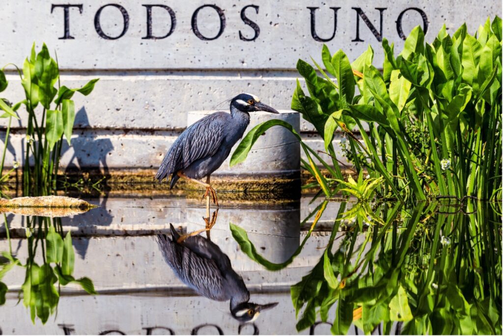 Yellow crowned night heron