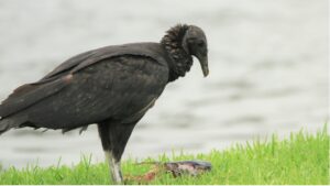 Vulture stands over animal carcass