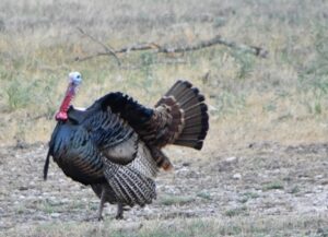 Wild Turkey