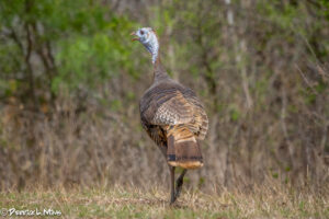 Wild Turkey