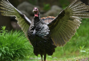 Wild turkey spreads its wings