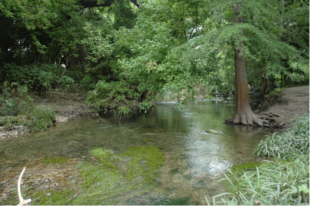 Image of body of water and tree