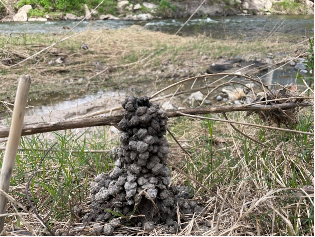 A tower of crayfish burrows.