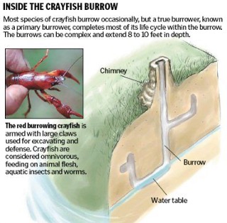 A diagram showing how crayfish burrow beneath the surface. 