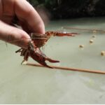 A hand holds a crayfish out of water.