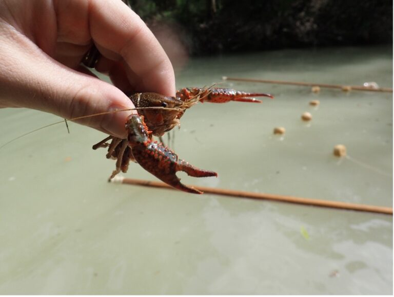 A hand holds a crayfish out of water.