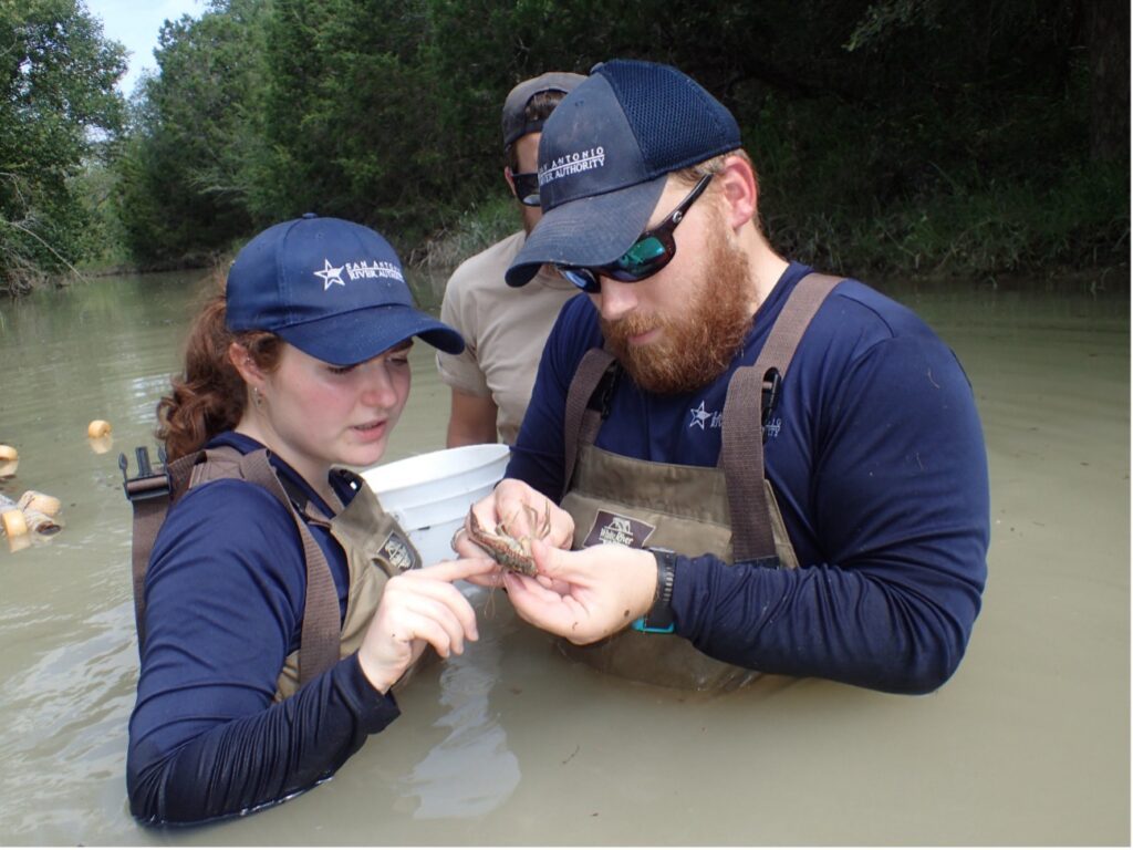 Two River Authority Scientists observe crayfish found in the San Antonio River Authority