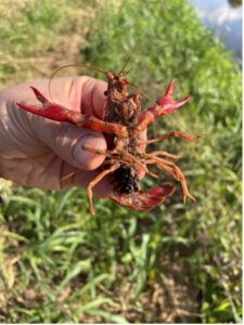 The underside of a crayfish.