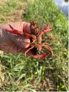 The underside of a crayfish.