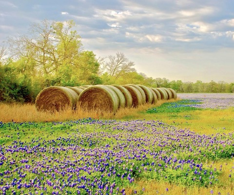 Haystacks line the field of wildflowers