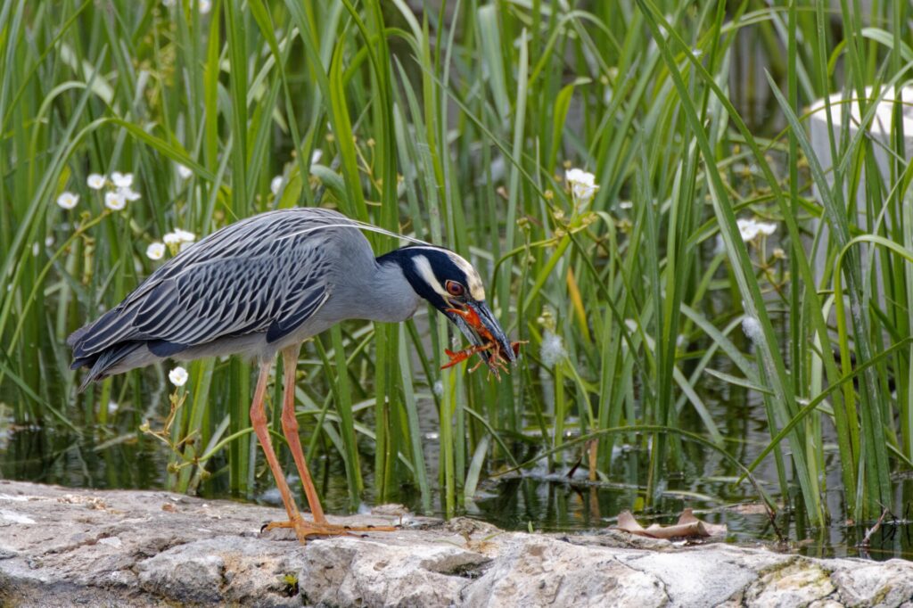 A night heron devours a crayfish