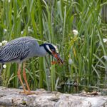 A night heron devours a crayfish