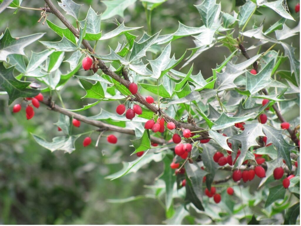 Agarita trees