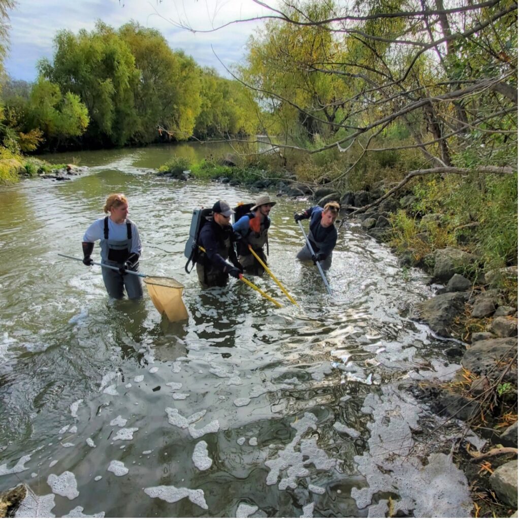 Aquatic Biologists wade through the San Antonio River with fish nets