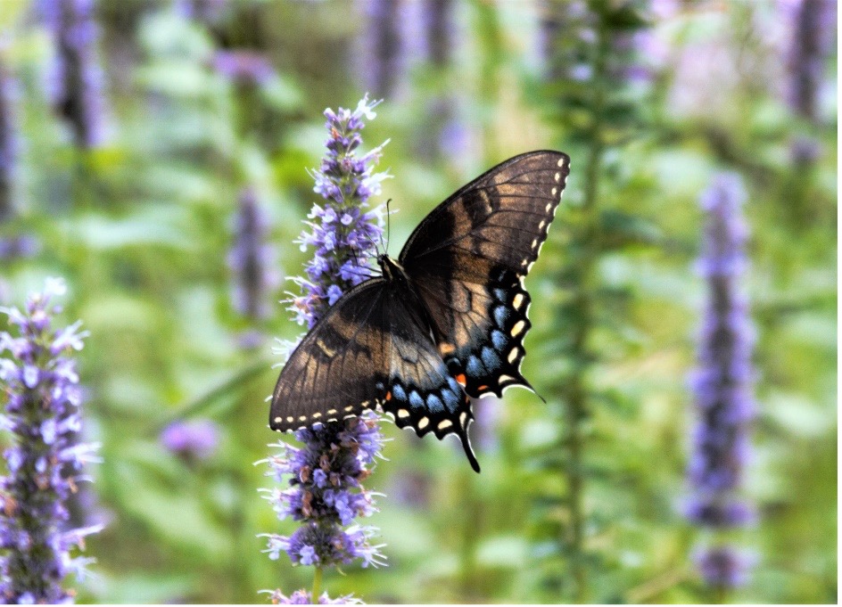 Easter Tiger swallowtail butterfly