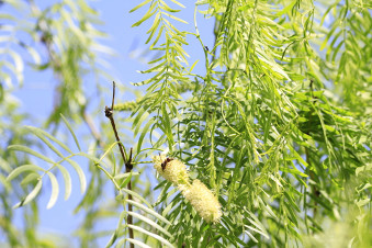 Honey Mesquite