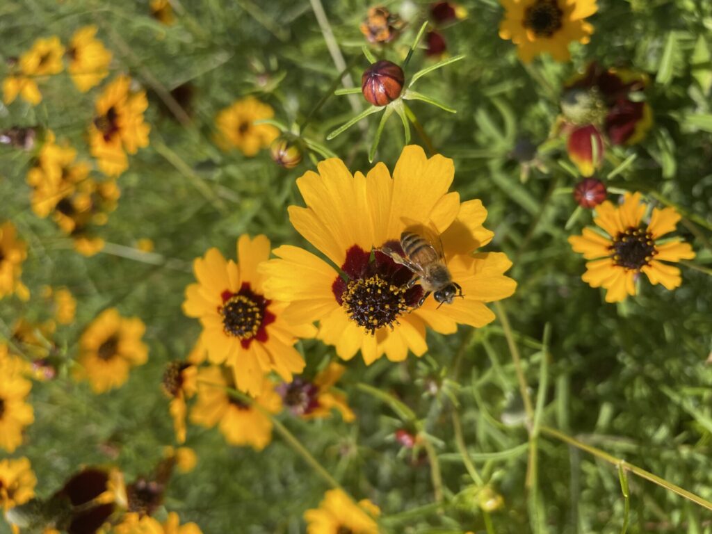 bee and flower