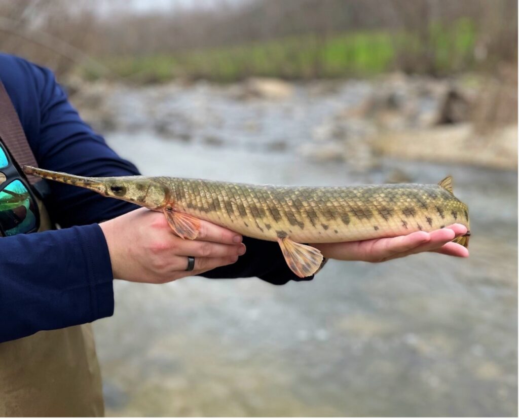 Spotted Gar Fish