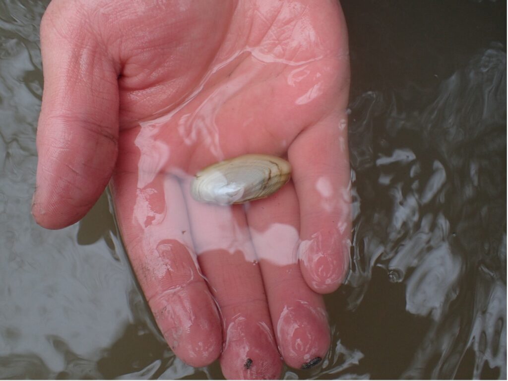 A juvenile yellow sandshell mussel