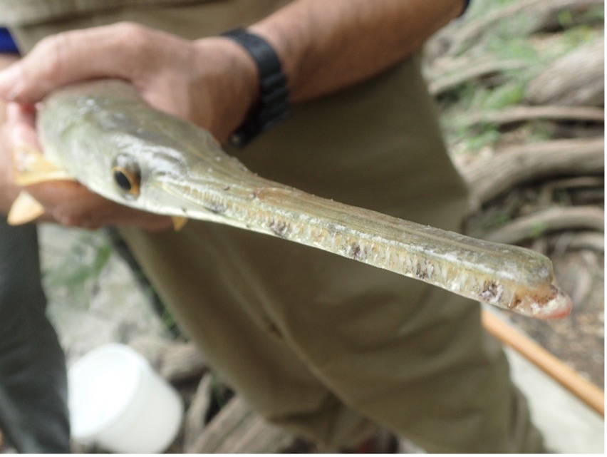 Longnose gar