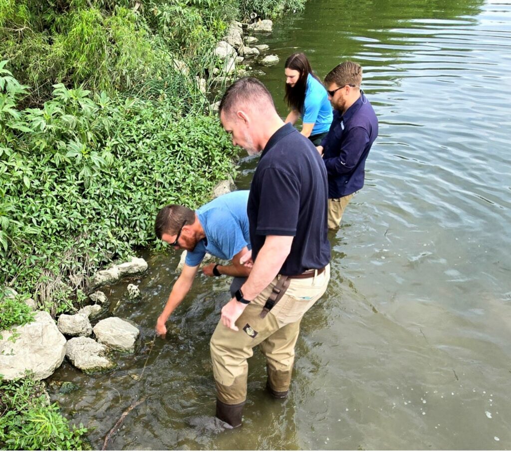 Mussel reintroduction