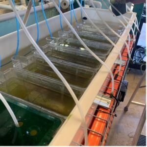 Growth tanks for juvenile mussels