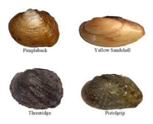 Mussels