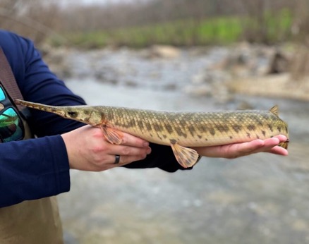 Spotted Gar Fish