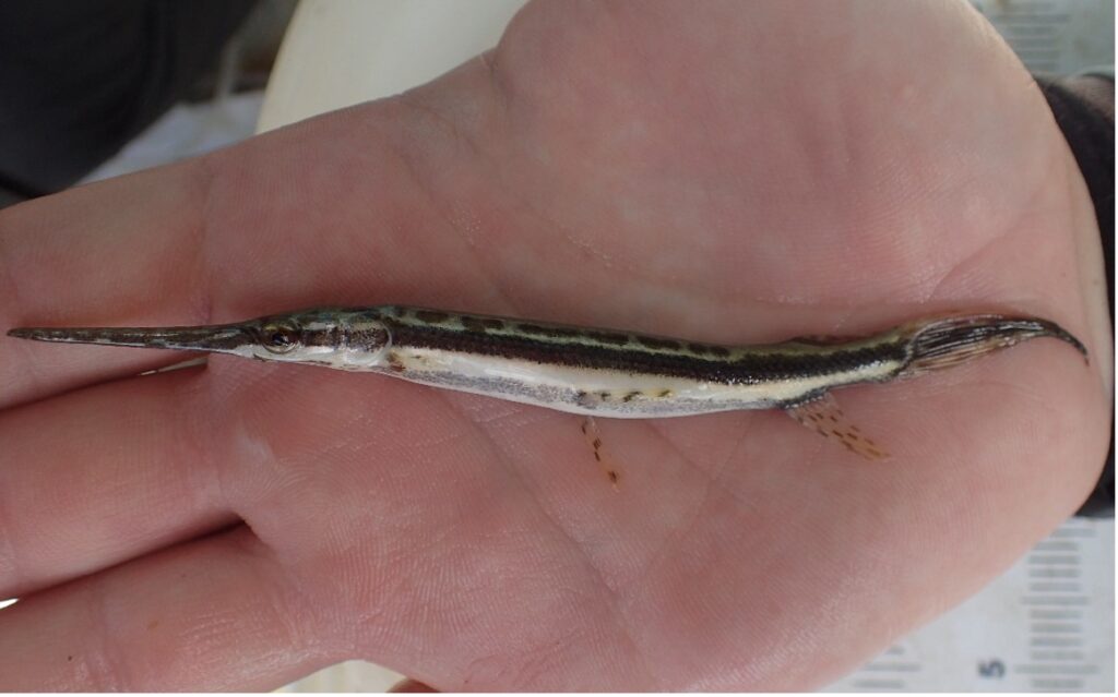 Immature Spotted Gar