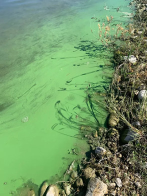 Green looking river water.