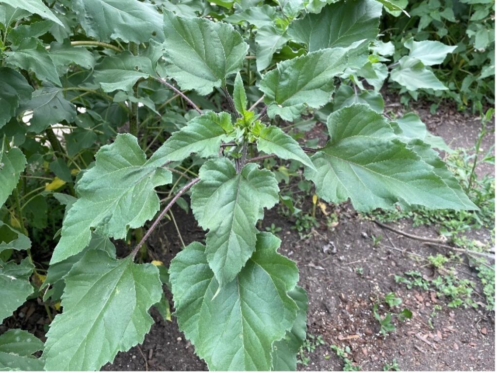 sunflower leaves