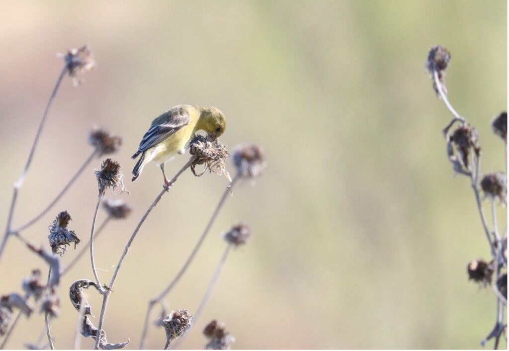 A bird perched in between stalks